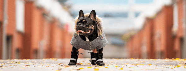 Dogs dressed for winter shop