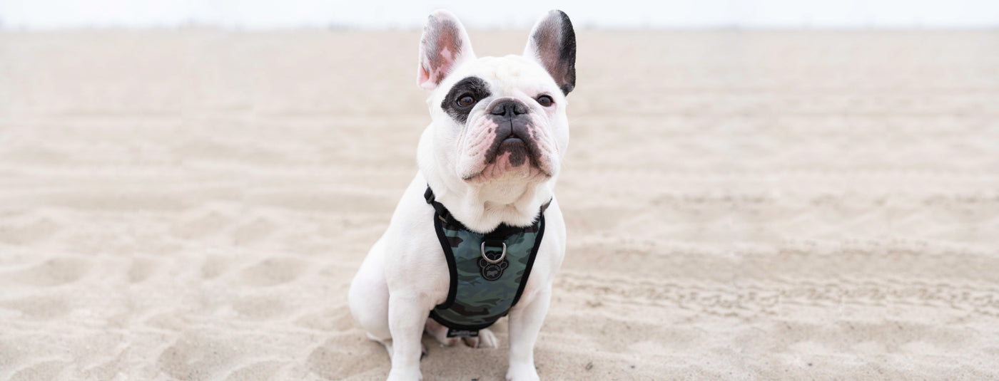 Dog Collar vs Harness: What Is the Best Option for Dog Walking?
