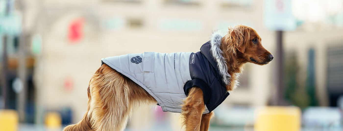 How to Find the Right Fit: Sizing & Measurements for Dog Clothes & Shoes