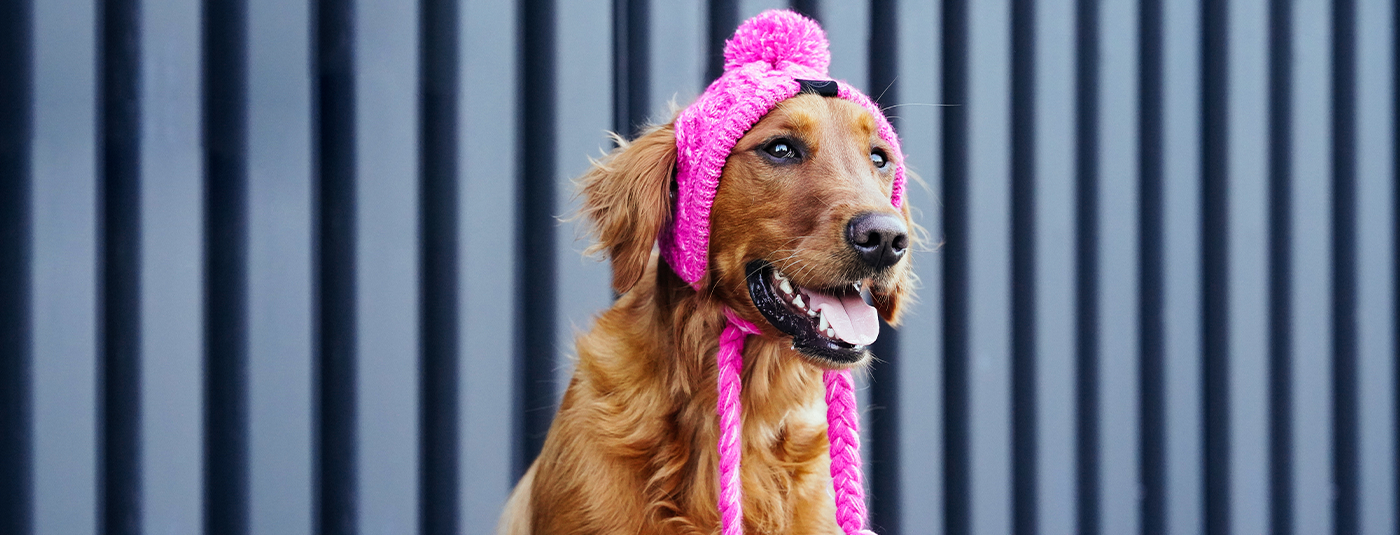 Best Gift Ideas for Dog Lovers and Their Dogs