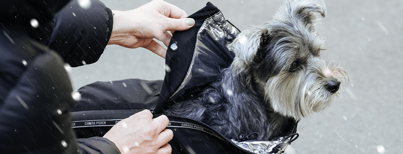 Safely Walking Your Dog in Rain, Snow, or Mud
