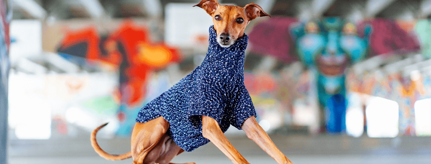 Best Transitional Clothes to Take Your Dog From Fall to Winter