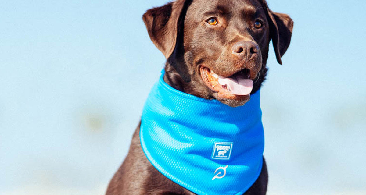 Unleash the Fun: Canada Pooch Joins Peloton for Pet-Friendly Fitness