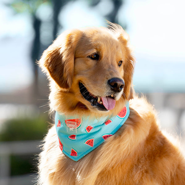 Canada Pooch Chill Seeker Cooling Bandana Blue Small