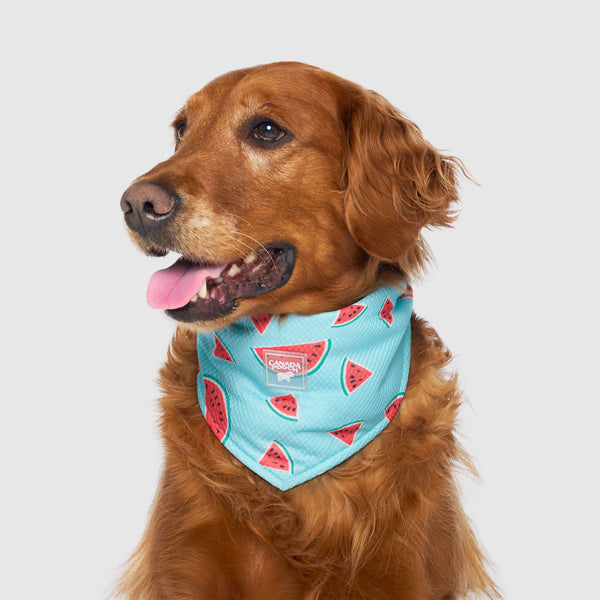 Dog cooling neck wrap best sale