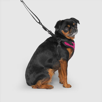 Easy On Step-In Harness, Canada Pooch Dog Boots