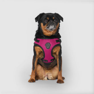 Easy On Step-In Harness, Canada Pooch Dog Boots|| color::plum|| size::S|| name:: Nori the Brussels Griffon|| weight::12