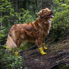 For The Coastal Canine