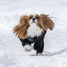 For The Snow Lover