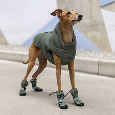 For The City Dog
