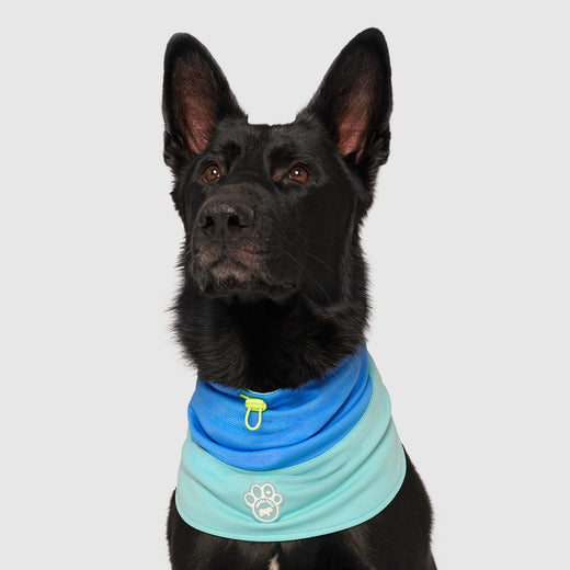 Max Chill Cooling Snood in Blue, Canada Pooch Dog Cooling