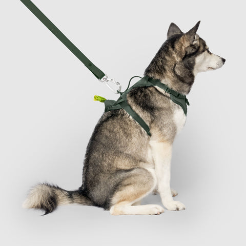 Neoprene Dog Harness | Canada Pooch
