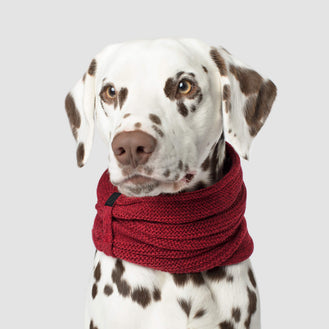 Sierra Scarf in Maroon, Canada Pooch Dog Scarf