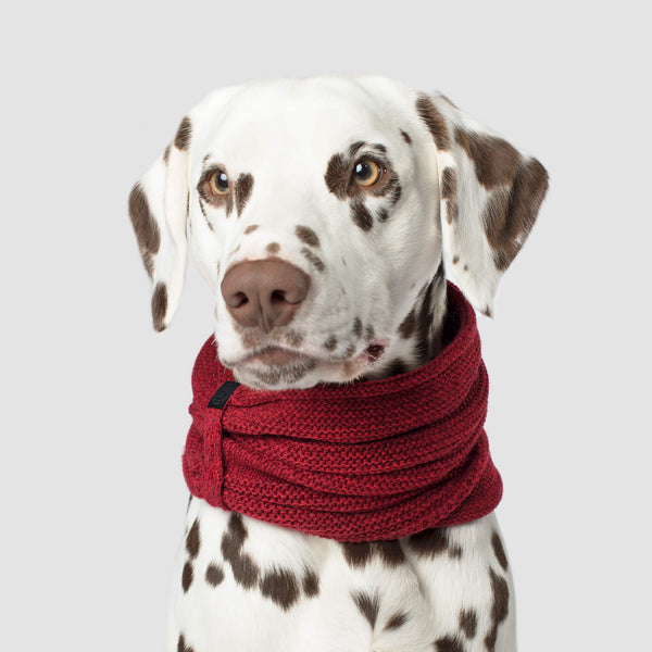 Dog holiday scarf best sale