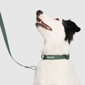 Waterproof Collar in Forest Green, Canada Pooch Dog Collar