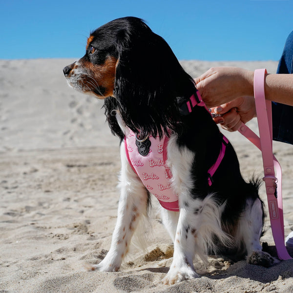 Dog harness for cavalier king charles spaniel new arrivals
