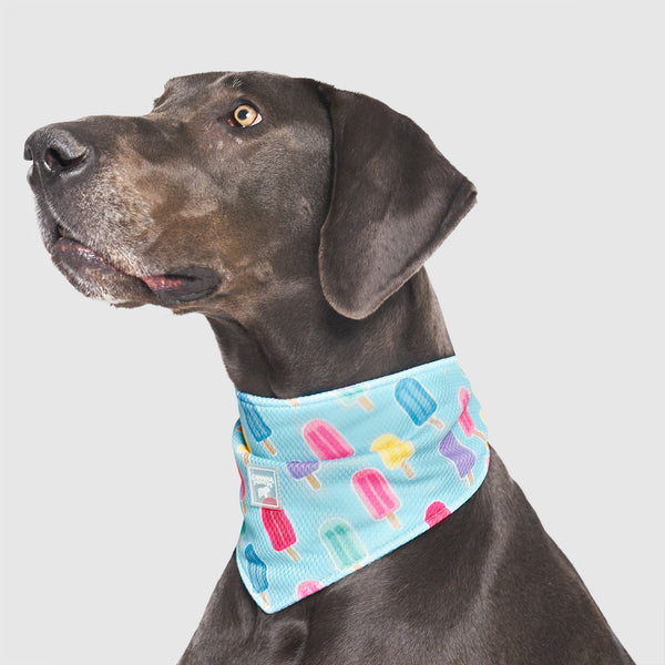 Dog 2024 calming bandana