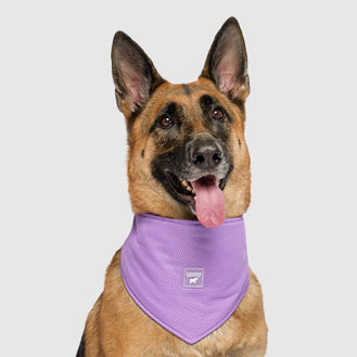 Cooling Bandana, Canada Pooch Bandana