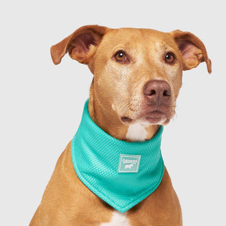 Cooling Bandana Wet Reveal in Wet Reveal Smiley, Canada Pooch Dog Cooling