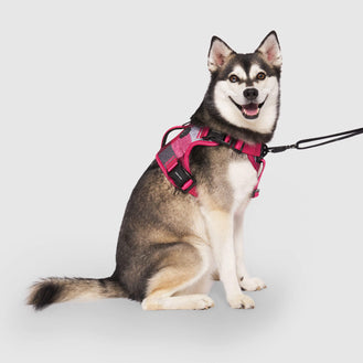 Complete Control Harness in Pink Plaid, Canada Pooch, Dog Harness
