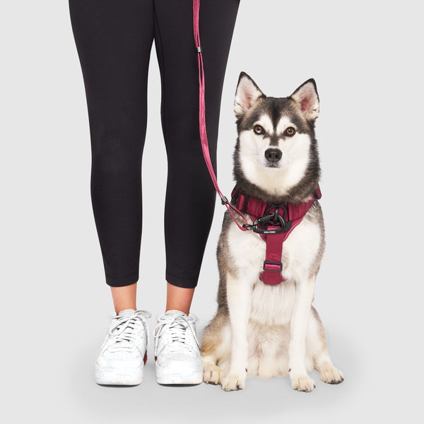 Dog harness for walking best sale