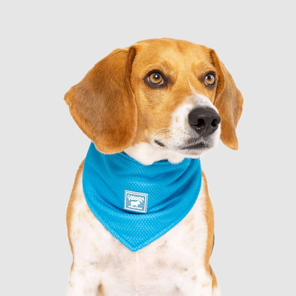 Dog cooling shop neck wrap