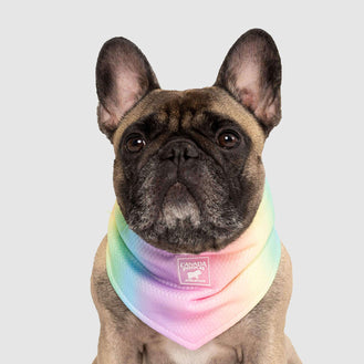 Cooling Bandana in Rainbow, Canada Pooch Cooling Bandana