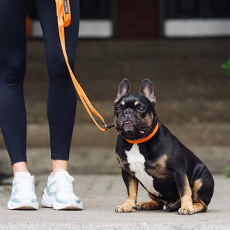Utility Collar in Orange, Canada Pooch Dog Scarf|| color::orange || size::na || name::na || weight::na
