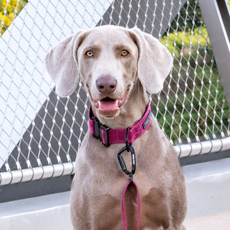 Utility Collar in Plum, Canada Pooch Dog Scarf|| color::plum|| size::na || name::na|| weight::na