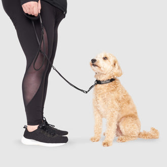 Utility Leash in Black, Canada Pooch Dog Leash