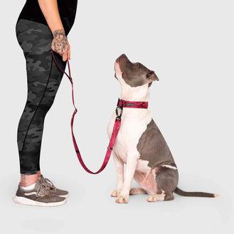 Utility Leash in Plum, Canada Pooch Dog Leash