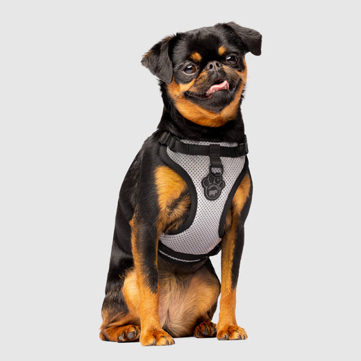 The Everything Dog Harness in Reflective Print, Canada Pooch Dog Harness