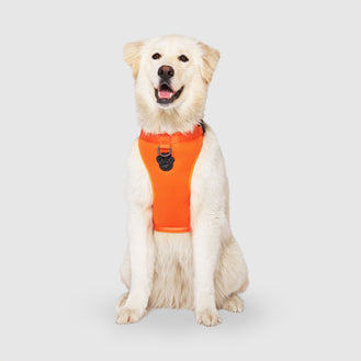 The Everything Dog Harness in Orange, Canada Pooch Dog Harness