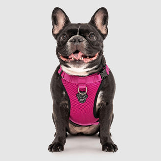 The Everything Dog Harness in Solid Pink, Canada Pooch Dog Harness