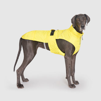 Grow-With-Me Raincoat in Yellow, Canada Pooch Dog Raincoat|| color::yellow|| size::XL|| name:: Pearl the Great Dane || weight::150