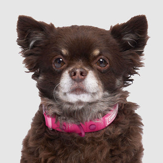 Waterproof Collar in Pink, Canada Pooch Dog Collar