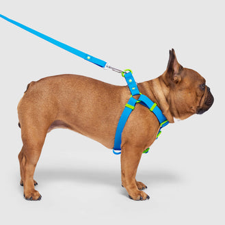 Waterproof Harness in Blue, Canada Pooch Dog Boots