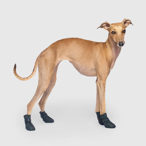 Italian 2025 greyhound boots