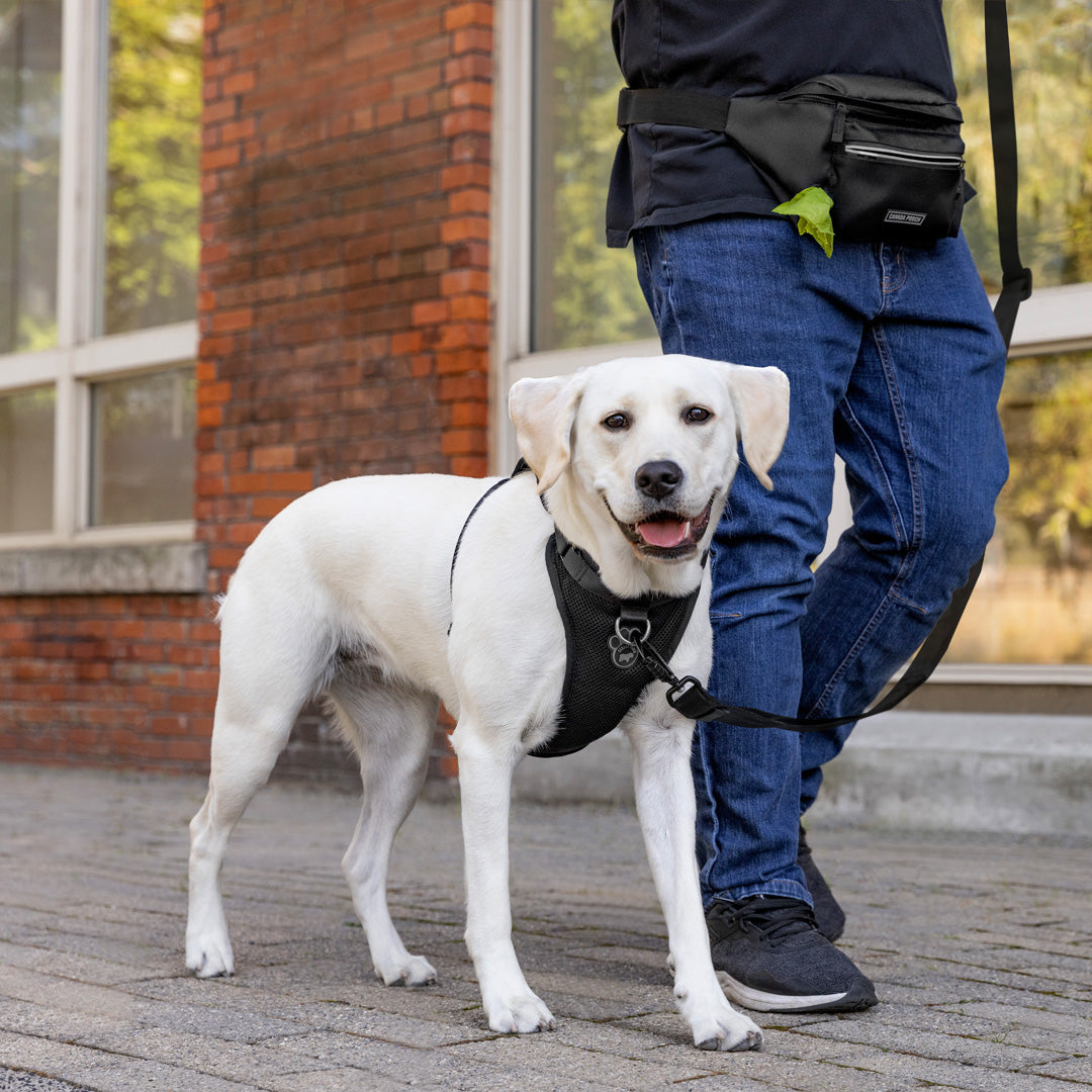 Big dog wearing the Everything Harness Mesh Series in black from Canada Pooch