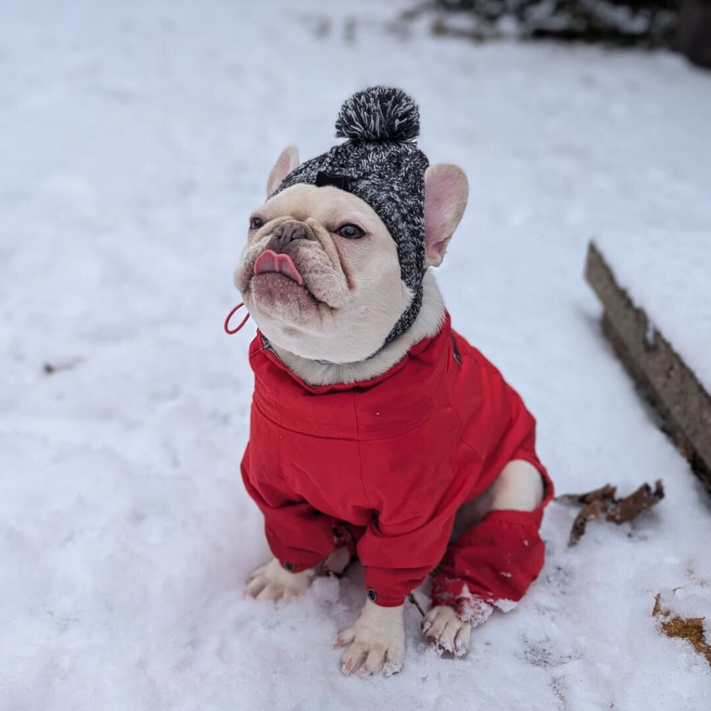 Small dog wearing Snow Suit and Polar Pom Pom Hat from Canada Pooch in snow