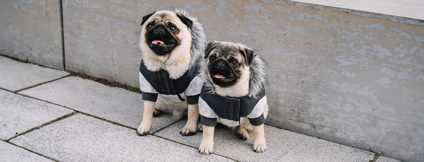 Winter Weather Safety: Why Your Dog Needs a Winter Jacket