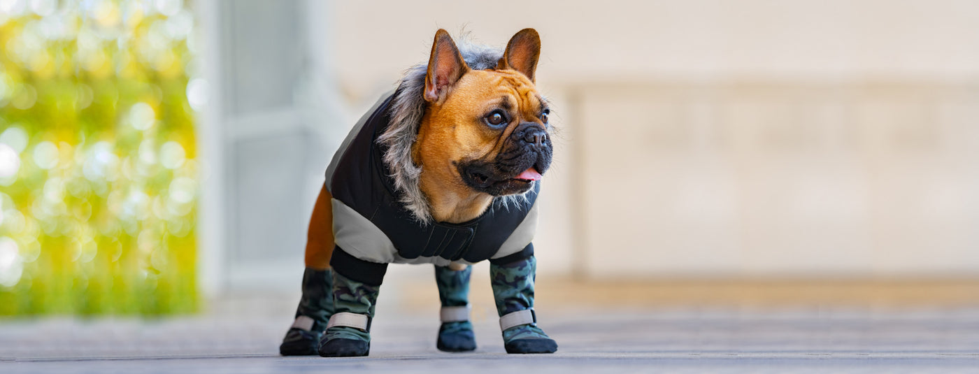 Why Do Dogs Need Protective Boots for Winter?