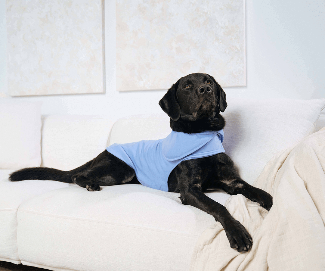 Big dog wearing the Weighted Calming Vest from Canada Pooch