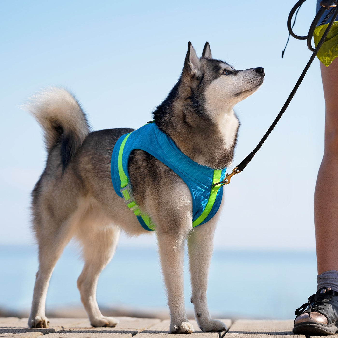 How a Dog Cooling Harness Works