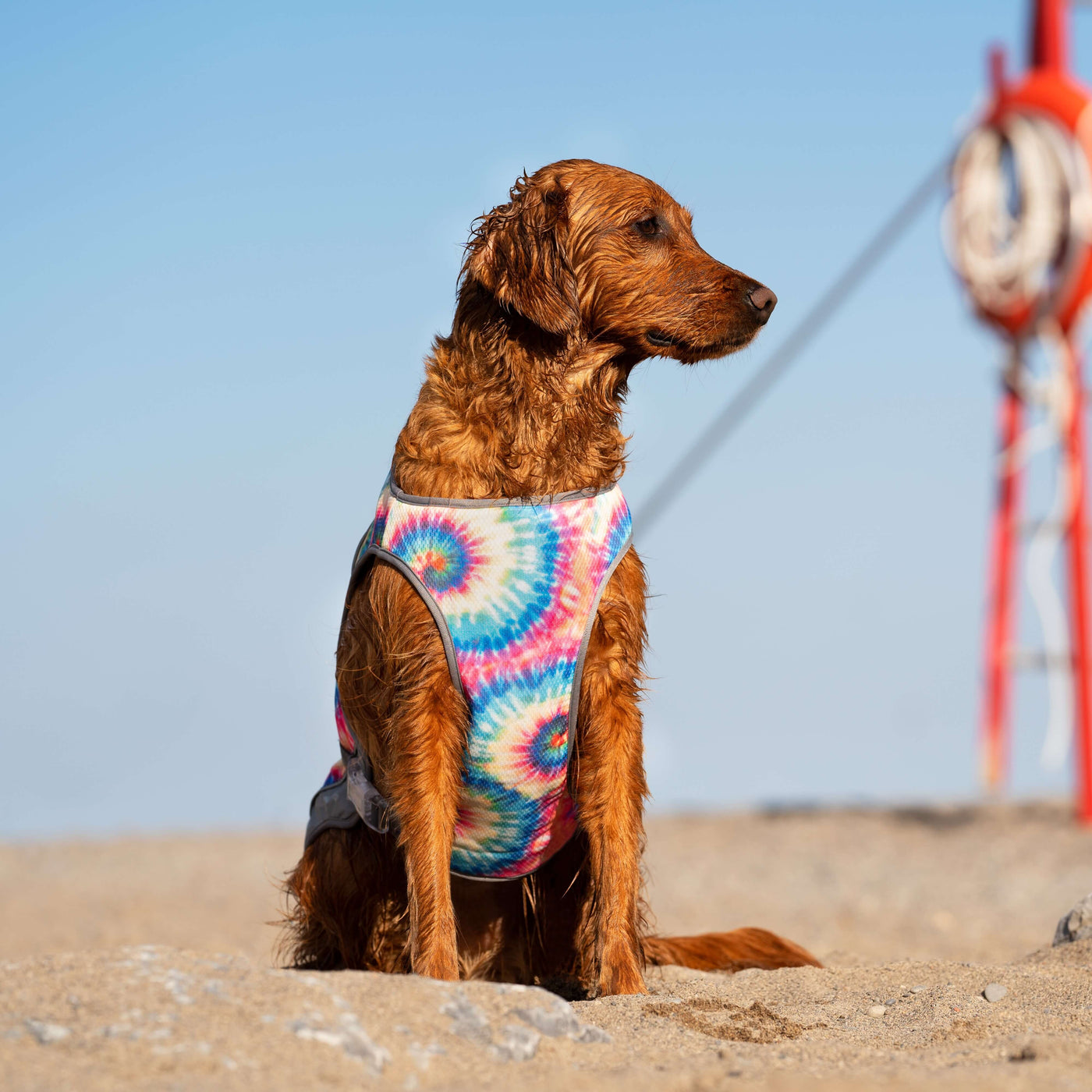 Stay Chill on the Go: Canada Pooch's Portable and Travel-friendly Dog Cooling Vests
