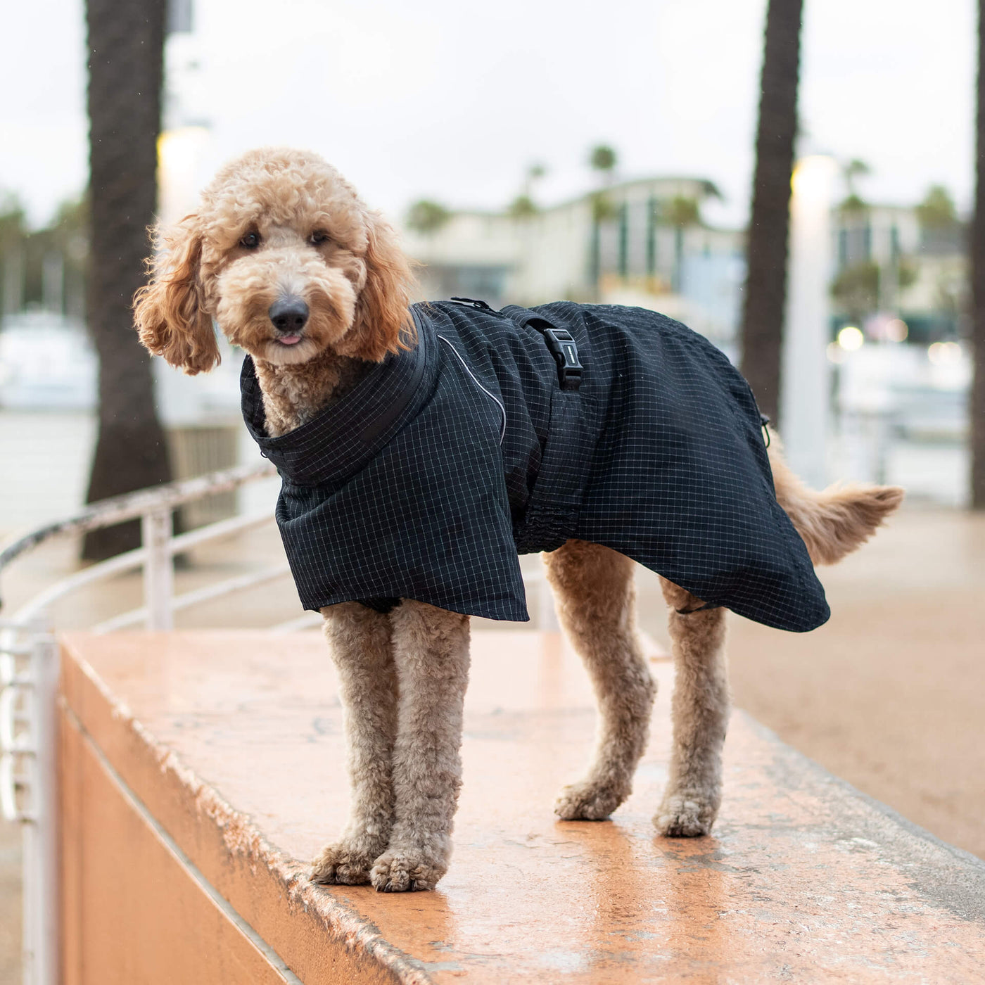 How to Transition Your Dog from Summer to Fall with a Jacket