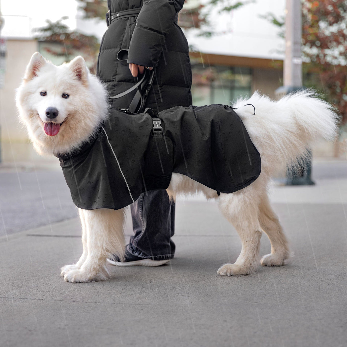 Dog wearing the Complete Coverage Raincoat from Canada Pooch