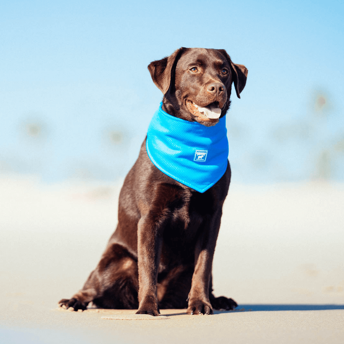 Dog in the blue Cooling Bandana from Canada Pooch