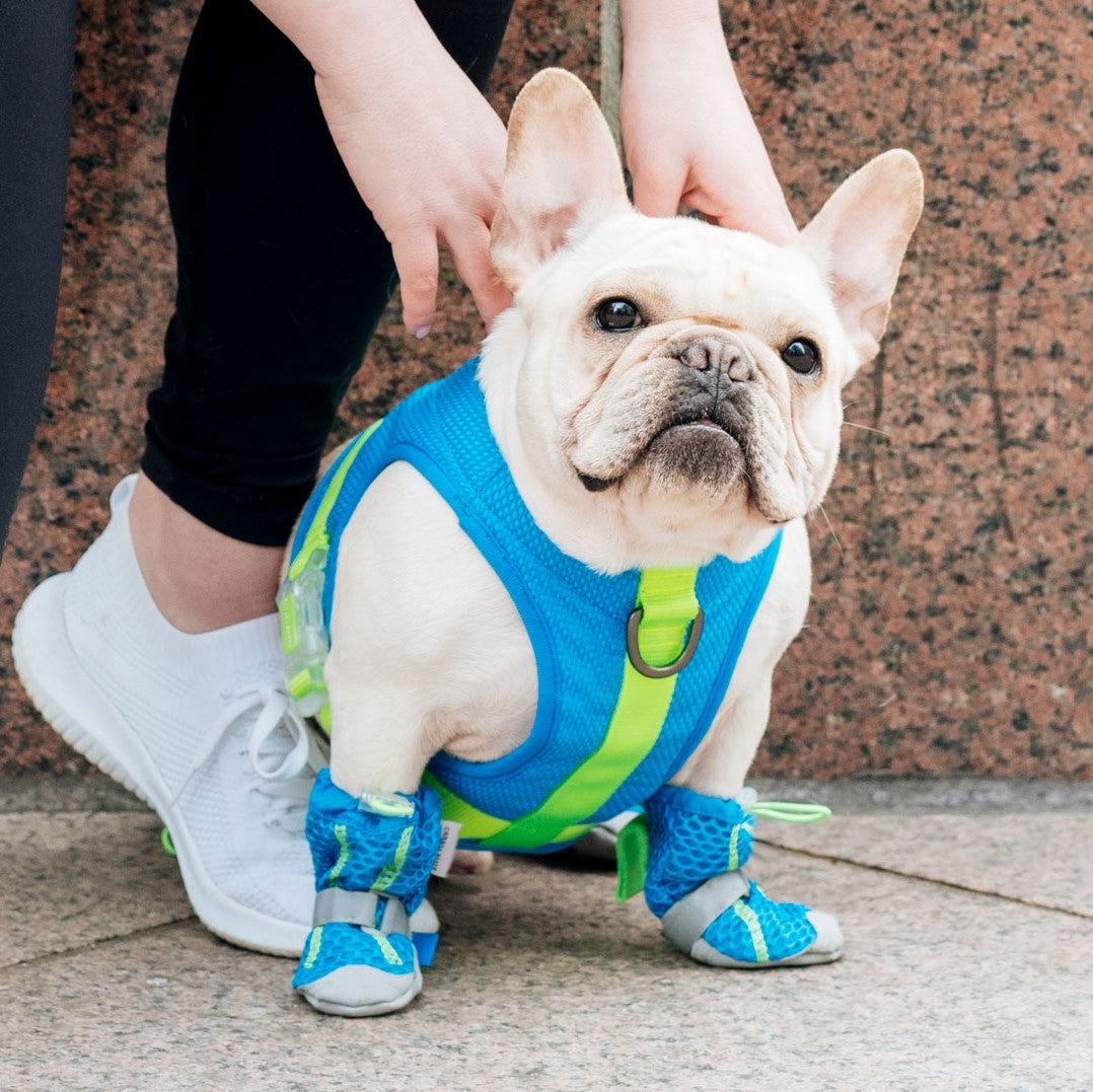Unleashing the Cool: Exploring the Top Features of a Dog Cooling Harness