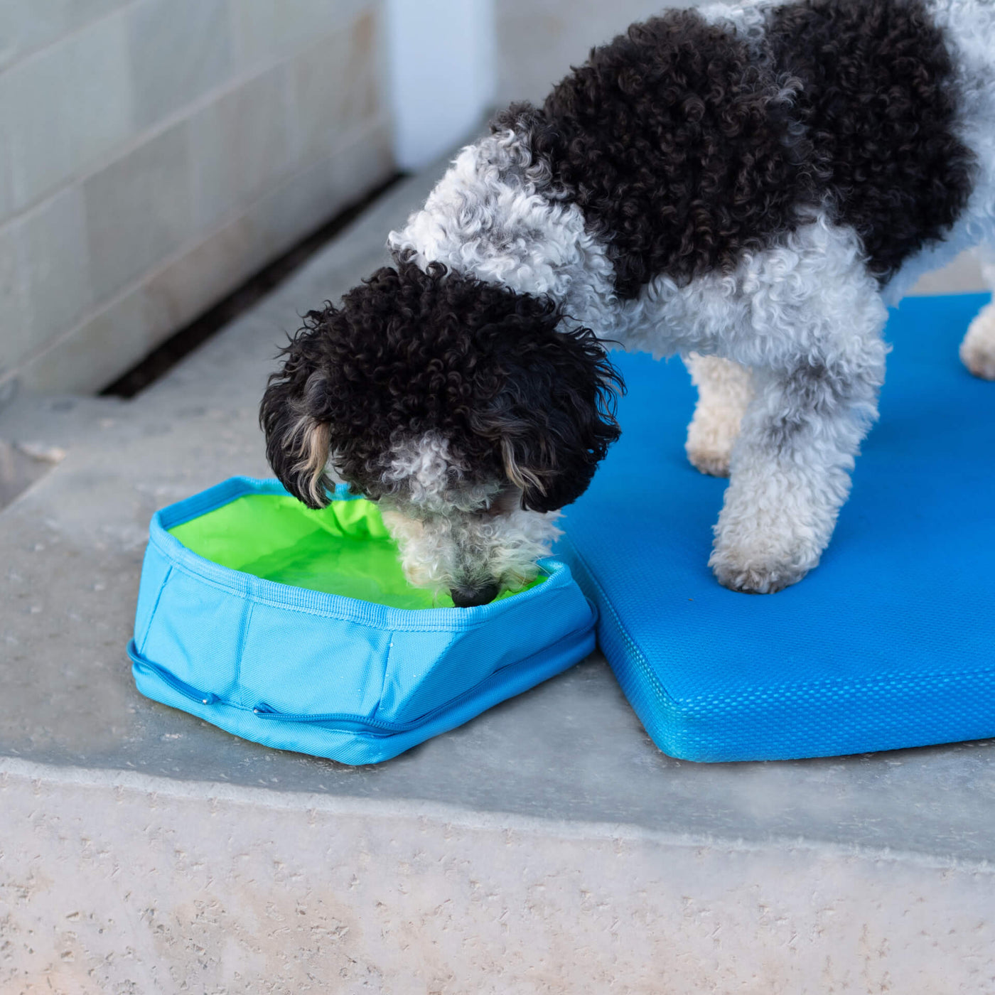 Dog drinking water from Canada Pooch Chill Seeker Freeze-and-go Water Bowl